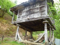 KURU BAKLİYAT - Karadeniz Serenderden Vazgeçmiyor