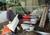 ZEYTİN AĞACI - Antalya'da Zeytincilik Gelişiyor