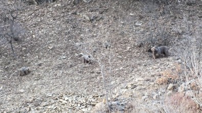 Ayıların Kış Uykusu Öncesi Son Gezintileri