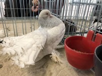 ADALET VE KALKıNMA PARTISI - Çorlu'da 'Türkiye'nin En Büyük Evcil Kanatlılar Festivali'