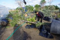 MEHMET BALCı - Hortum Kuzey Ege'yi Vurdu