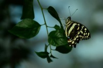 DOĞAL YAŞAM ALANI - Doğal Yaşam Alanındaki Kelebeklere Ziyaretçi Akını