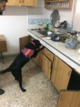 KAPAKLı - Eğitimli Dedektör Köpek 'Limit'ten Kaçış Yok