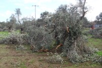 ZEYTINLIK - Hortum Zeytinliklere Zarar Verdi