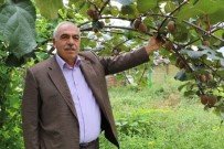 ŞEKER ORANI - Rize Genelinde 4 Bin Ton Kivi Hasadı Gerçekleşti