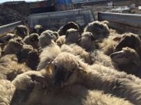 KALEDERE - Sungurlu'da Genç Çiftçilere 210 Koyun Hibe Edildi