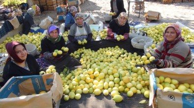 'Yatağa' Alınan Limon Üreticisine Daha Fazla Kazandırıyor