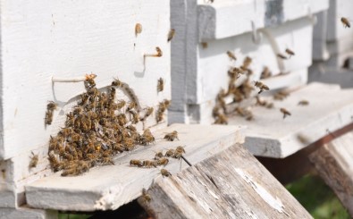 120 Kovan Arılarla Birlikte Çalındı