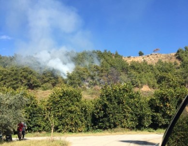 Alanya'da Orman Yangını Korkuttu