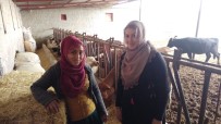 BESİ ÇİFTLİĞİ - Eltiler Hayvan Çiftliği Kurdu, Kadınlara Örnek Oldu