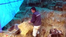 MEHMET AY - Fabrika İşçisi Çift, 'Genç Çiftçi Projesi' İle Hayvancılığa Başladı