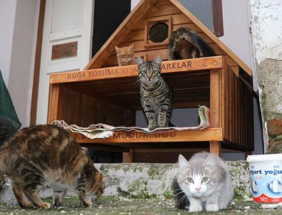 Kedi ve köpekler kışı 'ev'lerinde geçirecek