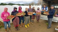 Yaz Çileğini Kışın Da Üreterek Kazançlarını Katladılar Haberi