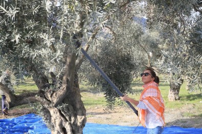 Zeytin Ağaçları 3 Yıl Sonra Meyve Verdi