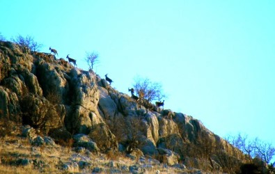 Adıyaman'da Yaban Keçilerinin Envanteri Çıkartıldı