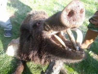 DOMUZ AVI - Aydınlı Avcılar, Kamu İçin Nişan Almaya Başladı