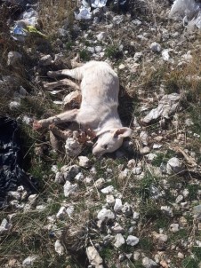 Karaman'da Kedi Ve Köpek Ölümleri