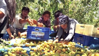 Kuru kayısı fiyatları yükselişe geçti