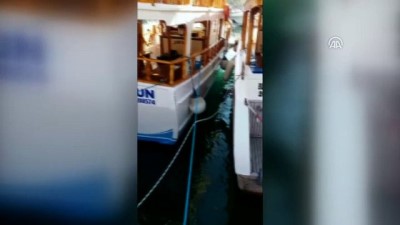 Teknecilerin 'Akdeniz Foku' Heyecanı