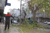 ŞEYH ŞAMIL - Bağlar'da Ağaçların Budama Ve Bakımı Yapılıyor