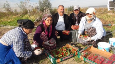 Mersin'de Kış Ortasında Açıkta Çilek Hasadı