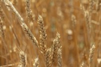 TAZMİNAT ÖDEMESİ - TARSİM 2017'De 850 Milyon Lira Zarar Ödemesi Yaptı