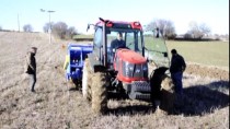 ALICIOĞLU - 'Buğdayın Atası' Siyezin Geç Dönem Ekimi Yapılıyor