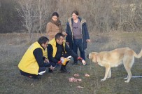 ORMAN VE SU İŞLERİ BAKANLIĞI - Enkazdan Ayrılmayan Çoban Köpeklerine Yemek Verildi