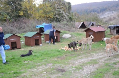 Kartepe'de Sokak Hayvanları Barınakları Yenilendi