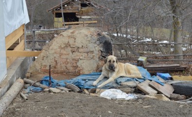 (Özel) Kayıp 5 Kişilik Aileye Ait Çoban Köpekleri, Enkaz Alanından Ayrılmıyor