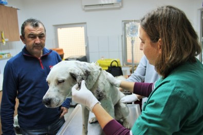 Vücuduna Yüzlerce Saçma İsabet Eden Köpek Koruma Altına Alındı