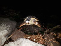 CARETTA CARETTA - İzmir'de Caretta Caretta Karaya Vurdu