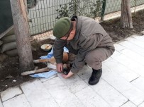 SOKAK KÖPEĞİ - Kazada Yaralanan Köpeğe Jandarma Sahip Çıktı