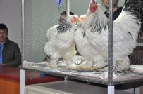 AÇIK ARTTIRMA - Sandıklı'da Süs Kümes Hayvanları Açık Arttırma İle Satıldı