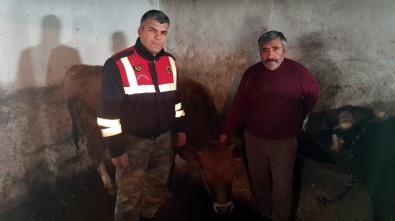 Ahırdan Çalınan Büyükbaş Hayvanları Jandarma Buldu