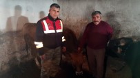 EMIRSEYIT - Ahırdan Çalınan Büyükbaş Hayvanları Jandarma Buldu