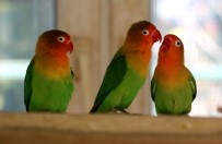 AMAZON - Aynı Kafeste 105 Tür Kuş