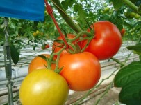 Jeotermal Isıtmalı Serada Üretilen Domatesler İhraç Ediliyor