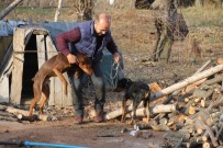 KADER - Sahibinin Çalındığını İddia Ettiği Köpek Jandarma Tarafından Bulundu