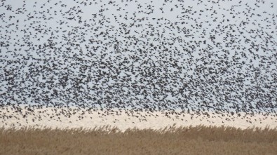 Sığırcıklardan Görsel Şölen