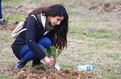 Bolu'da Öğrenciler 3 Bin 631 Adet Fidan Dikti