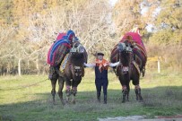 DEVE GÜREŞLERİ - Germencik'te Deve Güreşi 2 Gün Sürecek