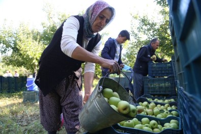 Isparta'da Elma Piyasası Hareketlendi