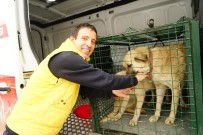 KUZÖREN - Kayıp 5 Kişilik Aileye Ait Çoban Köpekleri, Belediye Ekiplerince Barınağa Götürüldü