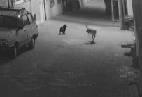 SOKAK KÖPEĞİ - Vahşet! Sokak köpeğini silahla vurdular