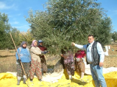 Zeytin Hasadına Yağmur Engeli