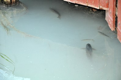 Ceyhan Nehri'nde Toplu Balık Ölümleri