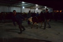 BÜLENT KORKMAZ - Genç Çiftçilere 210 Adet Büyükbaş Hayvan Dağıtıldı