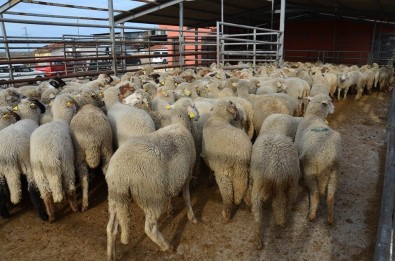 KKYD Projesi Kapsamında 703 Küçükbaş Hayvan Teslim Töreni Gerçekleştirildi
