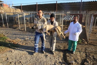 Köpekler Sağlık İçin İstanbul'a Taşındı